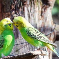 友達だったのにキスに驚くインコの画像